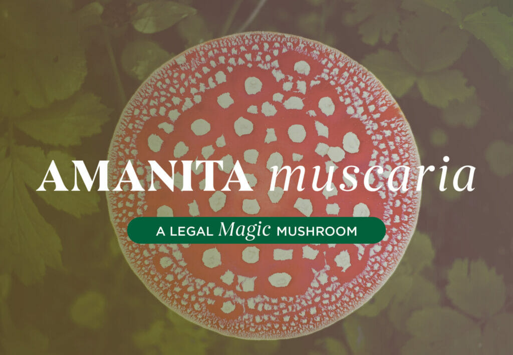 Amanita Muscaria – A Legal, Magic Mushroom
