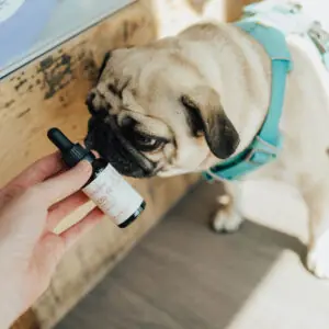 HolistaPet CBD Oil approved by Piggy the pug